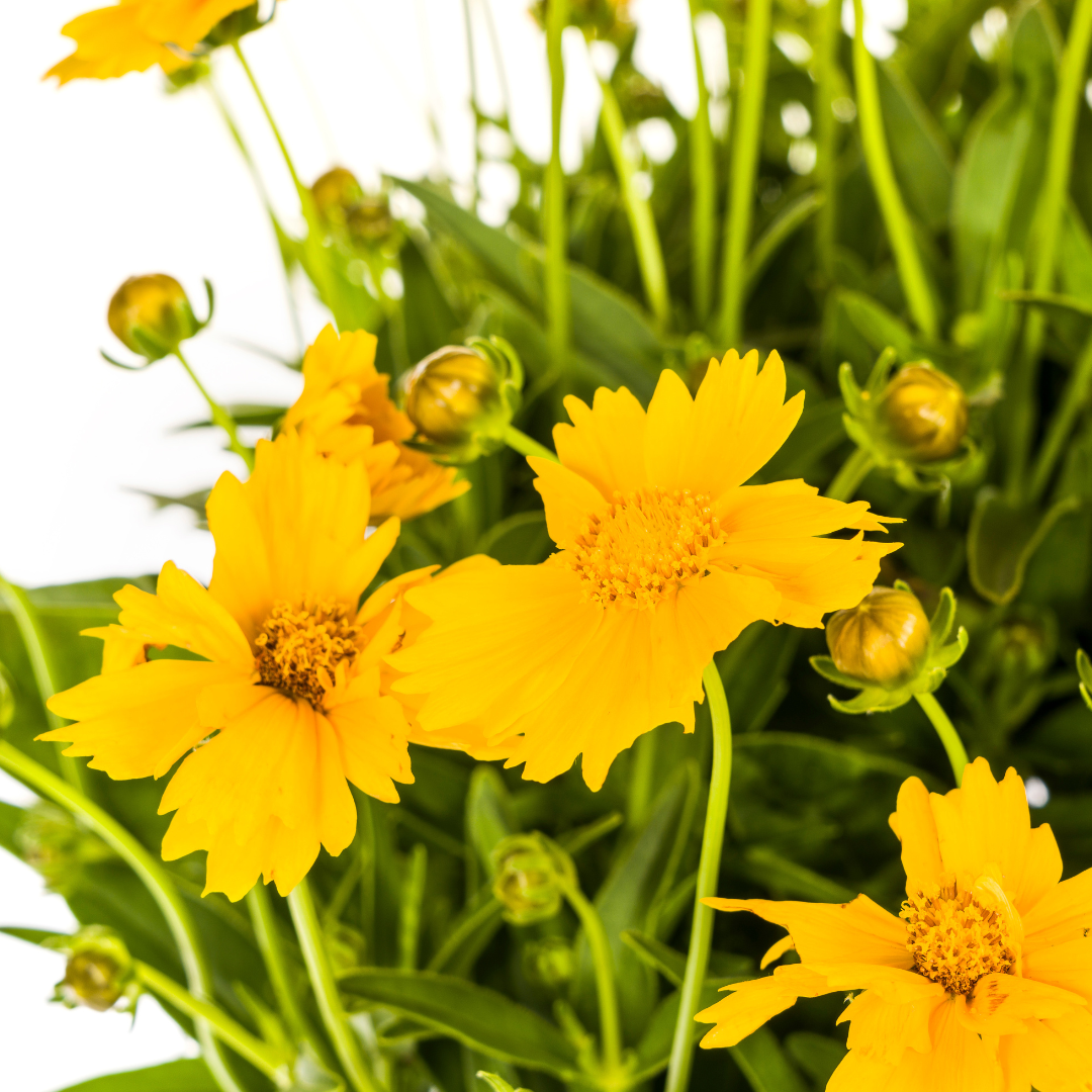 Coreopsis Grandiflora, kenmerkend blad