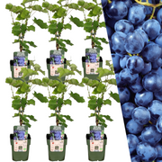 6 x Biologische Druivenplanten