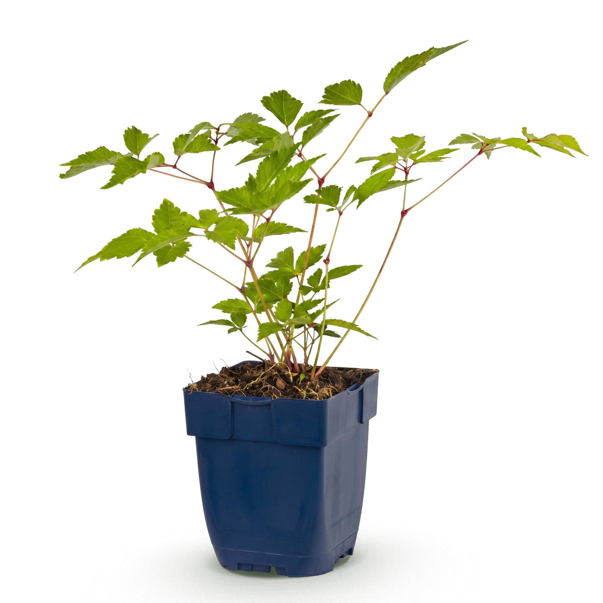 Pluimspirea (J) Europa, plant in pot