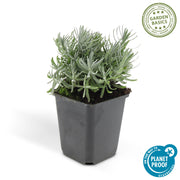 Lavandula &