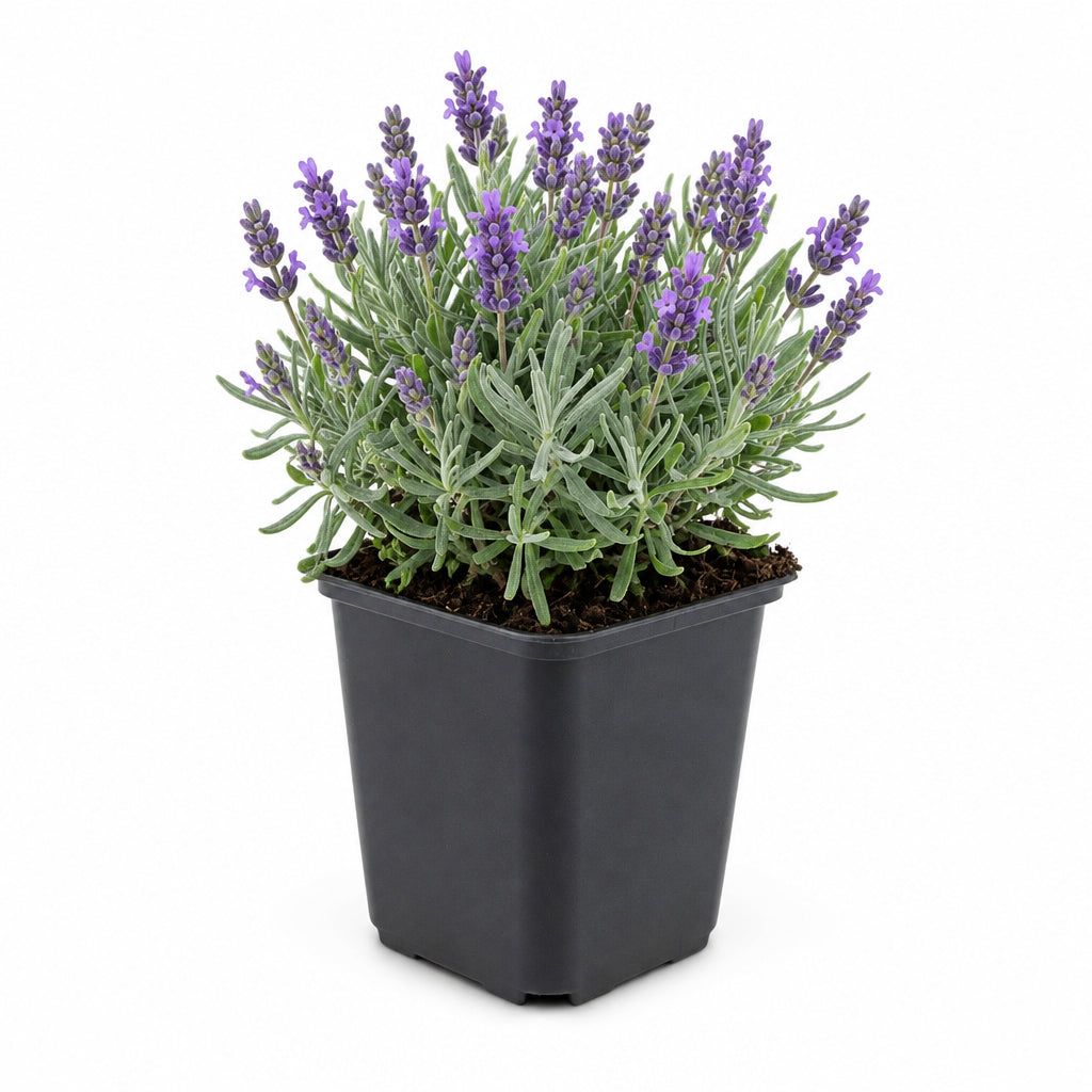 Lavandula 'Hidcote', detail van het blad
