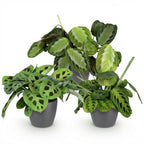 Maranta mix Silverband, Lemon Lime en Kerchoveana, 3 stuks, groene bladeren