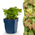 Elfenbloem Epimedium 'Frohnleiten', schaduwplant, geel, plant in pot