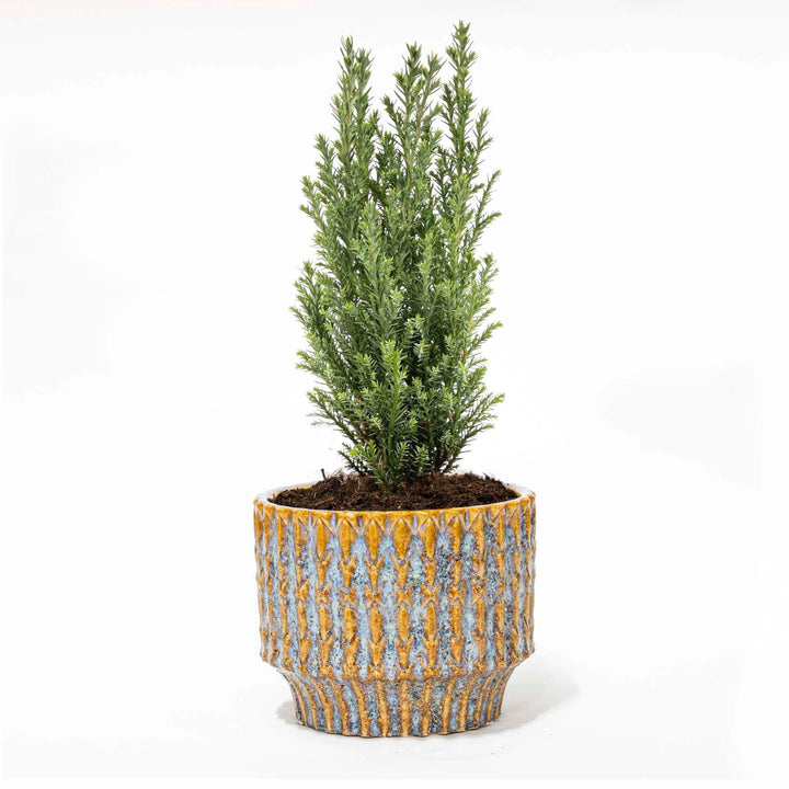 Kerstboom &