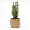 Kerstboom 'Ellwoodii' + Pot Echo