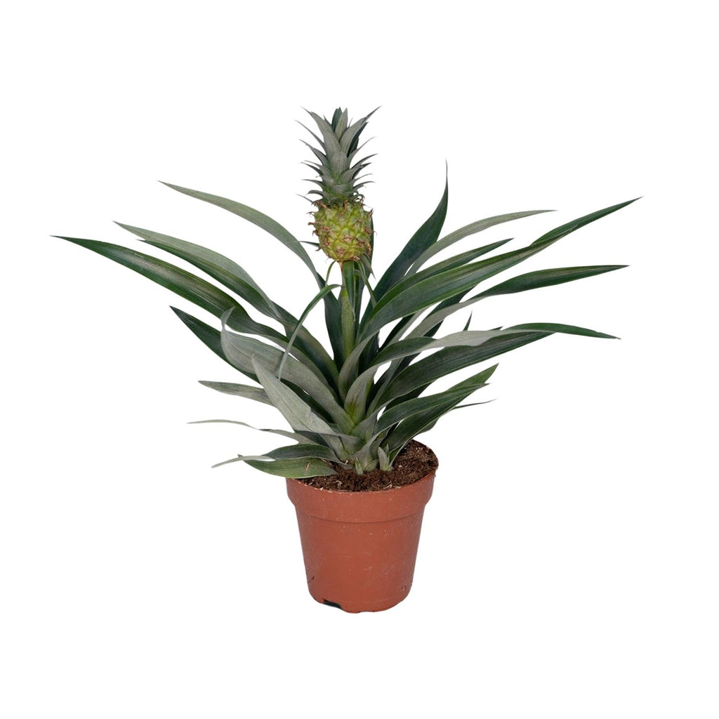Detailfoto van Bromelia Ananas