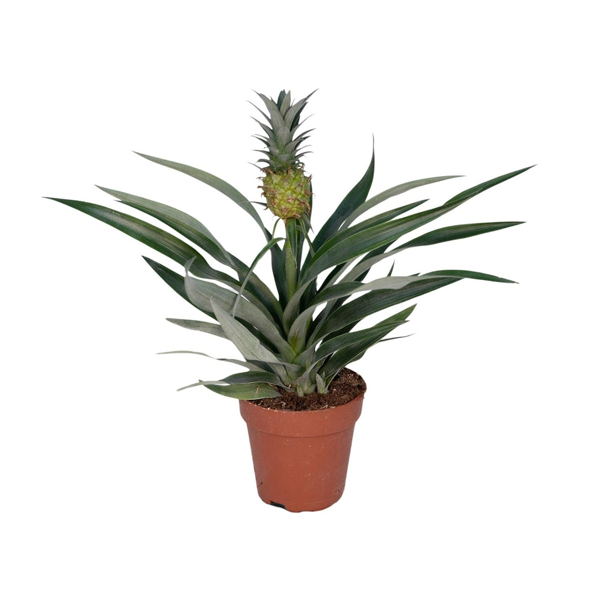 Detailfoto van Bromelia Ananas