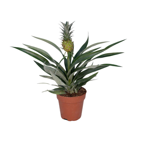 Detailfoto van Bromelia Ananas