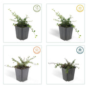 Cotoneaster pr. &