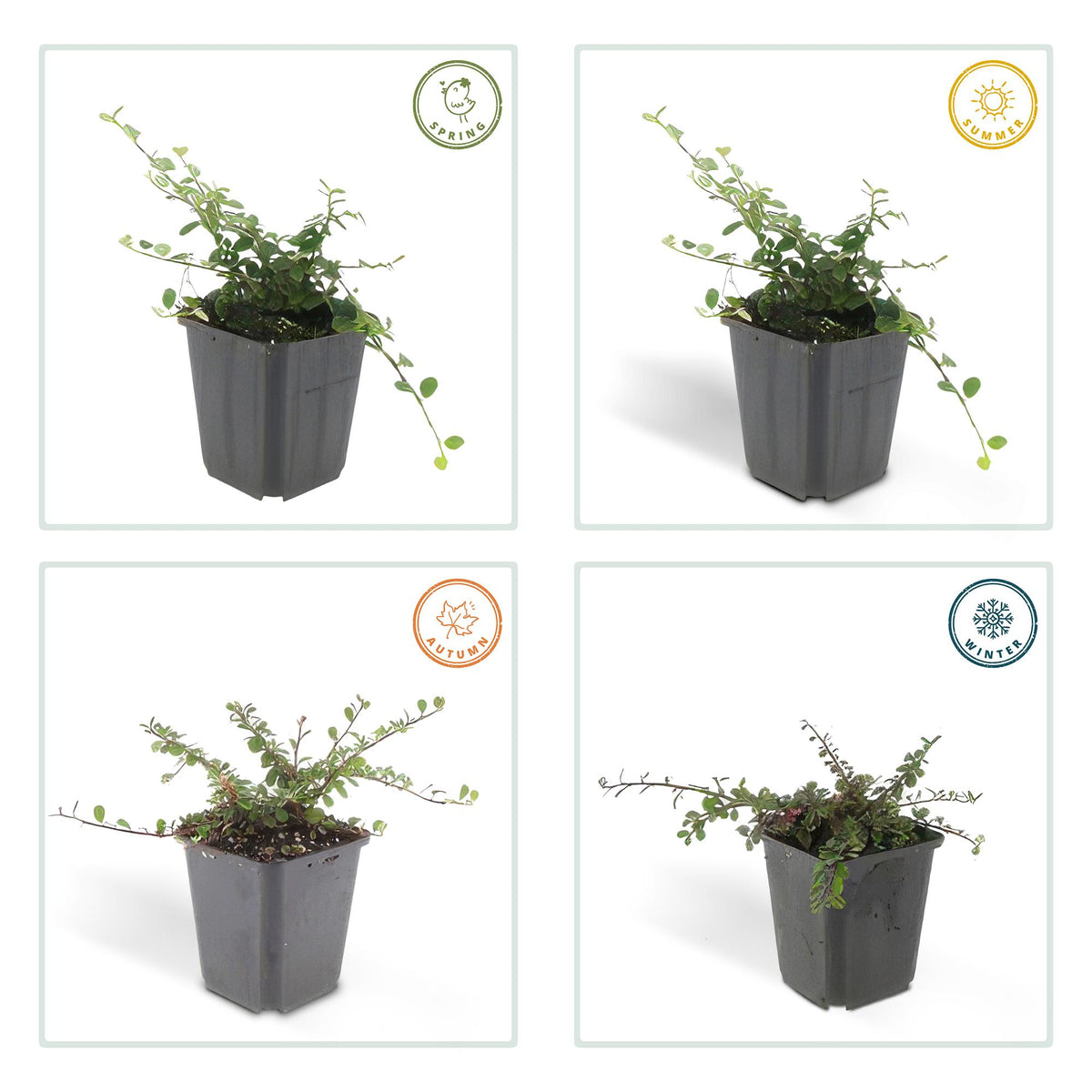 Cotoneaster pr. 'Streib's Findling', groeiwijze van de plant