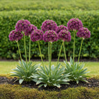 Allium Miami, detail van het blad