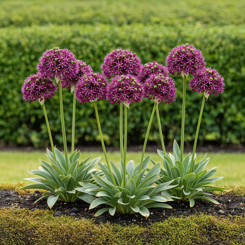 Allium Miami, detail van het blad