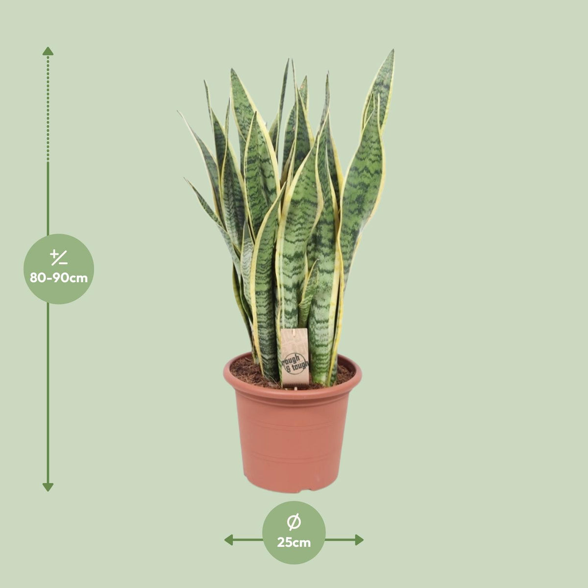 Sansevieria Trifasciata Laurentii, detail van het blad