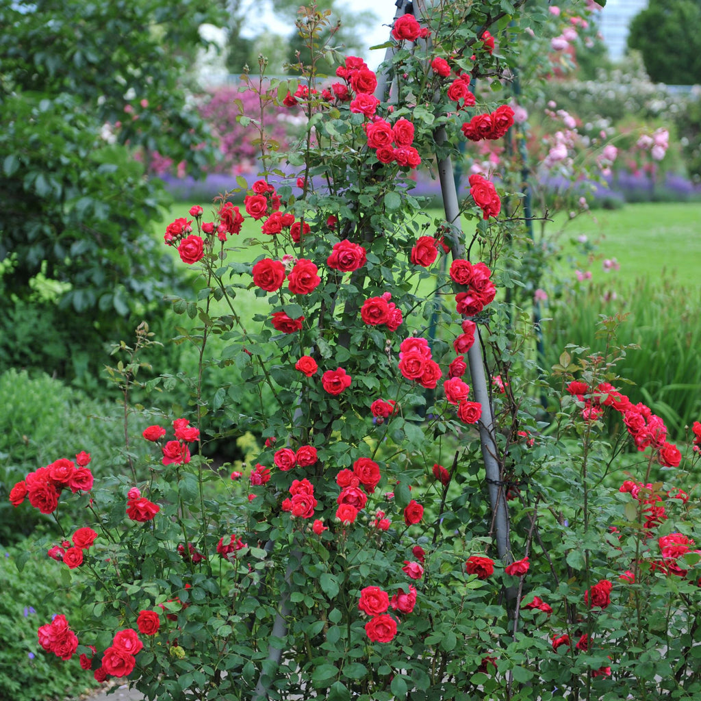 Rosa Paul Scarlet Climber, kenmerkend blad