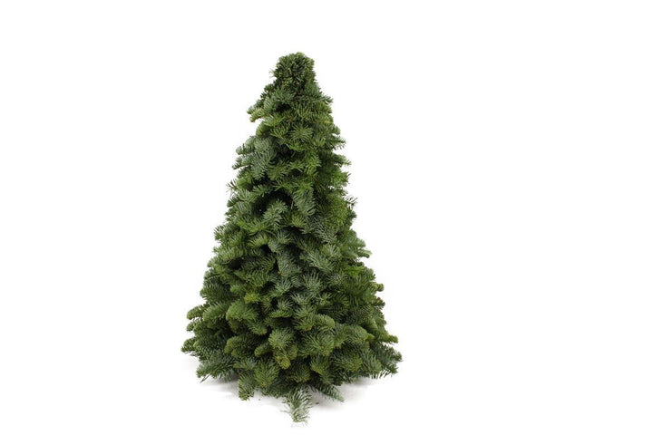 Nobilis kerstboom met geurige naalden, 50 cm hoog