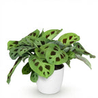 Maranta Fascinator Kerchoveana met witte pot, met decoratieve pot