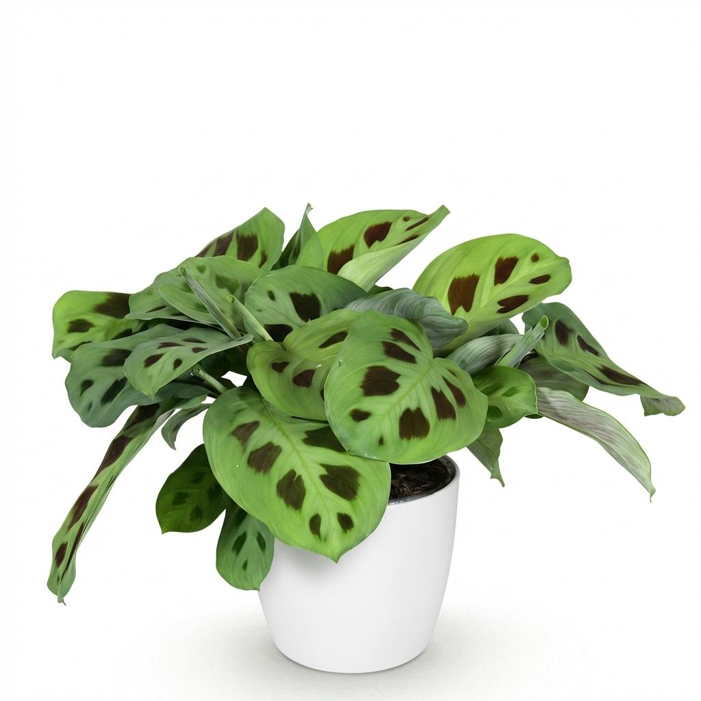 Maranta Fascinator Kerchoveana met witte pot, met decoratieve pot
