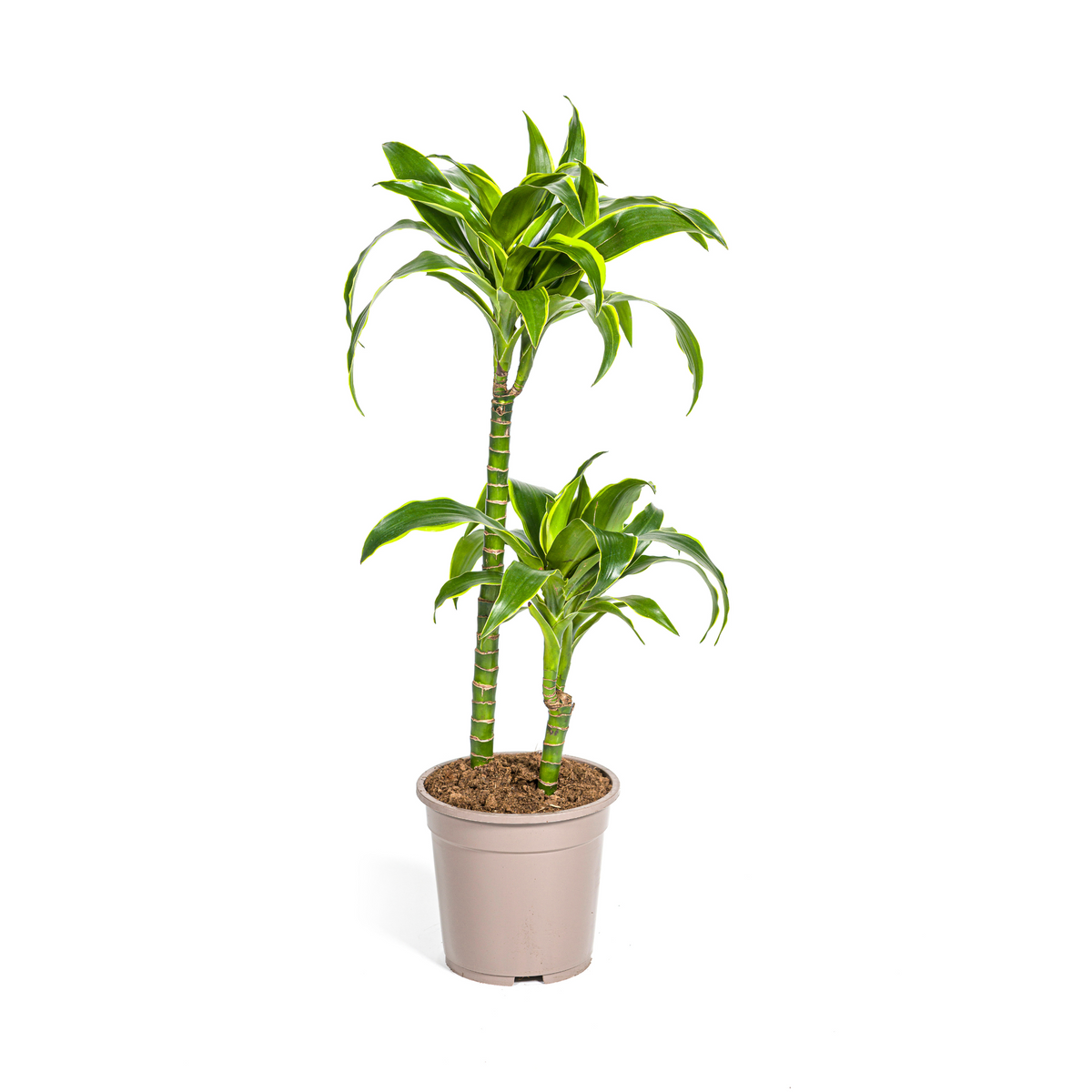 Dracaena Deremensis Dorado, plant in pot
