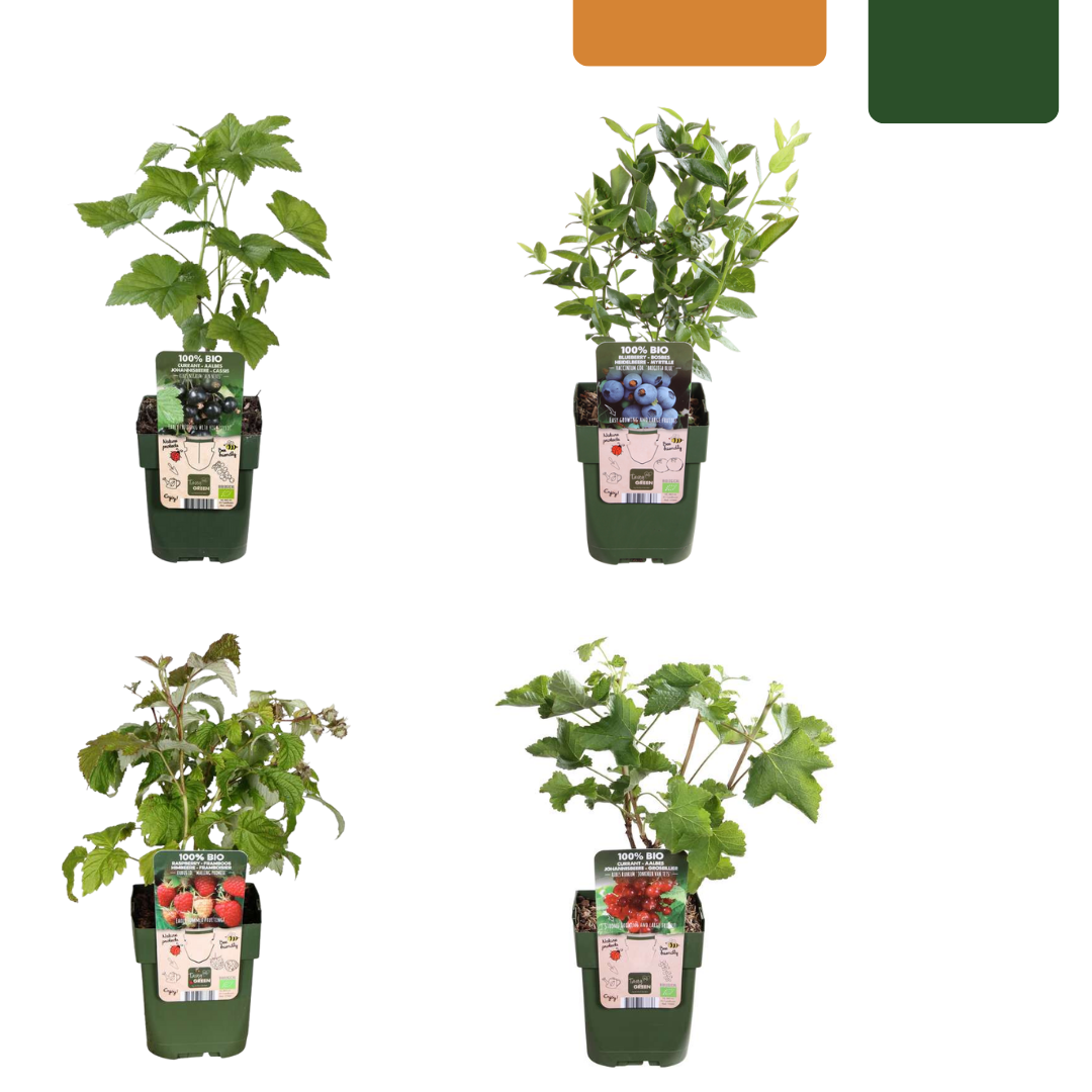 Vruchtenparadijs, BIO fruitplanten mix van 4 soorten, plant in pot