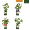 Vruchtenparadijs, BIO fruitplanten mix van 4 soorten