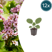 Bergenia cordifolia
