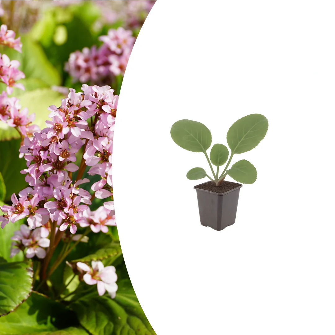 Bergenia cordifolia, detail van het blad