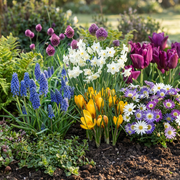 Bloembollen tuinmix, Bulb Garden Mix, foto 2
