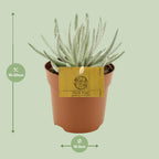 Detailfoto van Senecio Scaposus