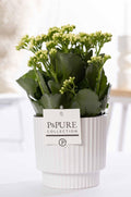 Kalanchoe White In P&PURE Ivy Ceramics, plant in pot
