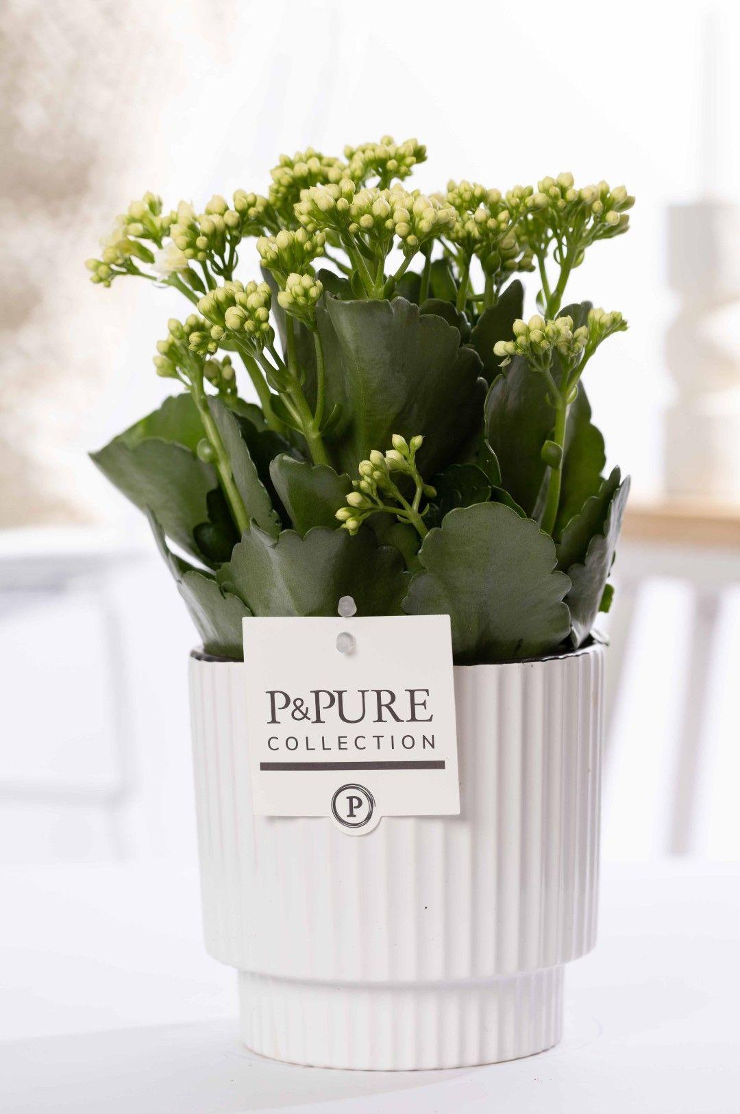 Kalanchoe White In P&PURE Ivy Ceramics, plant in pot