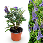 Buddleja davidii Butterfly Candy Little Lila