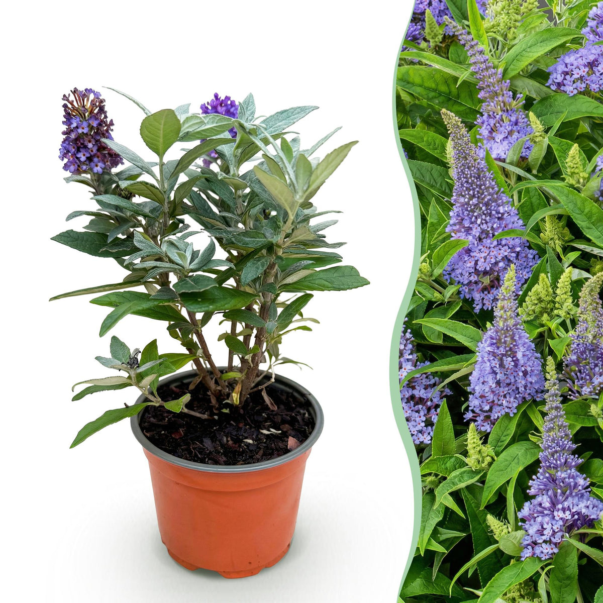 Buddleja davidii Butterfly Candy Little Lila, detail van het blad