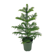 Kamerden Araucaria heterophylla, stekelige takken, 40 cm