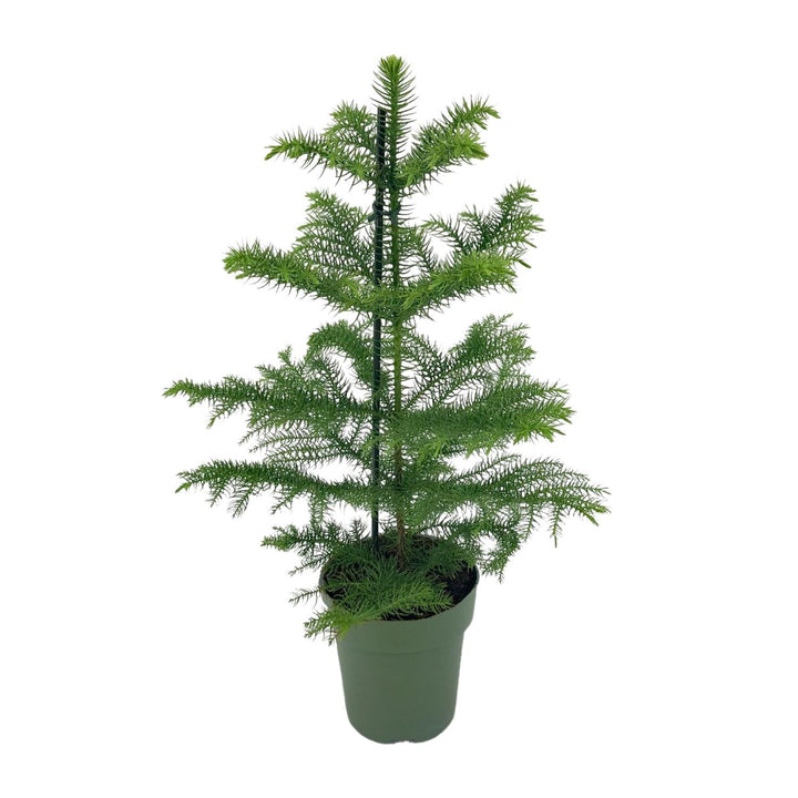 Kamerden Araucaria heterophylla, stekelige takken, 40 cm