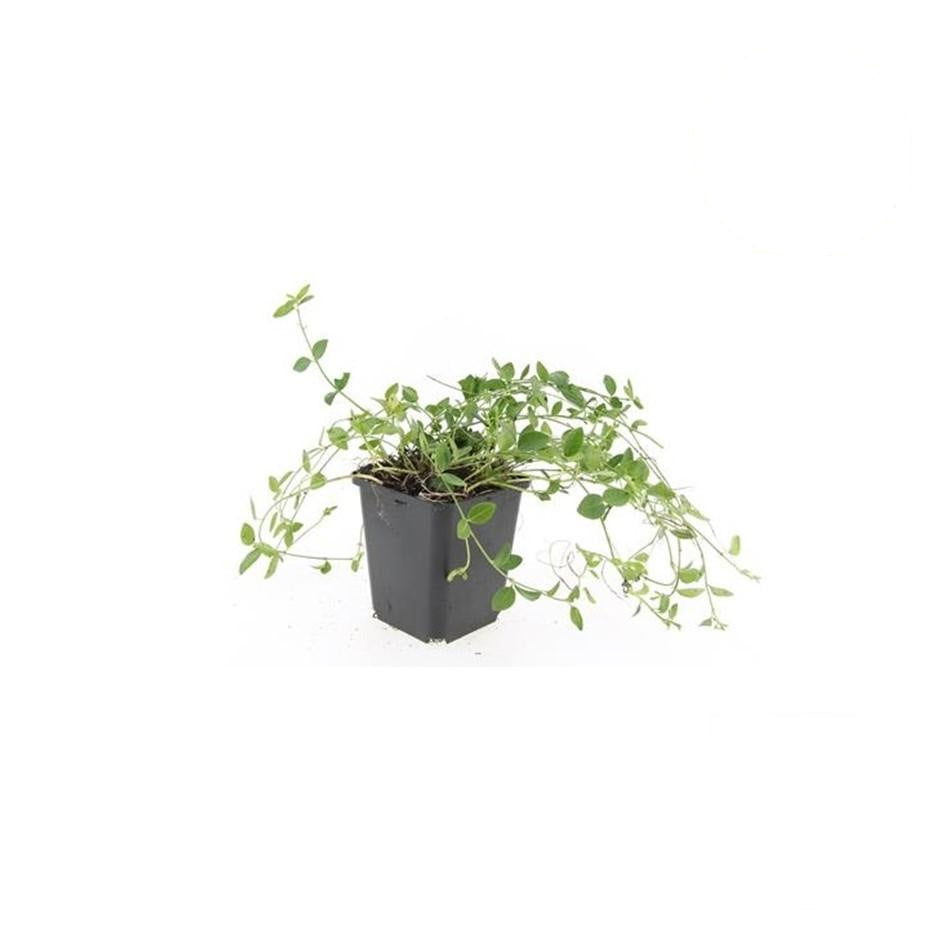 Productafbeelding van Pureplant