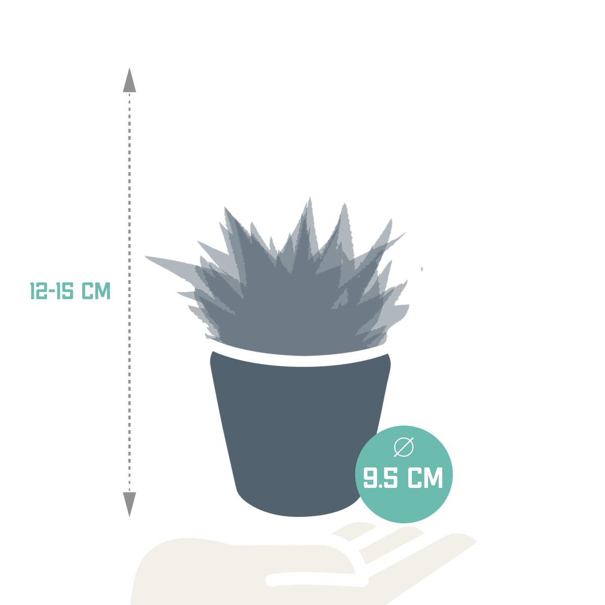 Productafbeelding van Pureplant