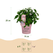 Hydrangea panniculata Groundbreaker Blush, 20-25 cm hoog