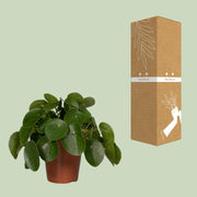 Pilea peperomioides, pannenkoekenplant, 25 cm hoog