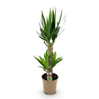 Yucca elephantipes, 75 cm hoog, plant voor tuin en border