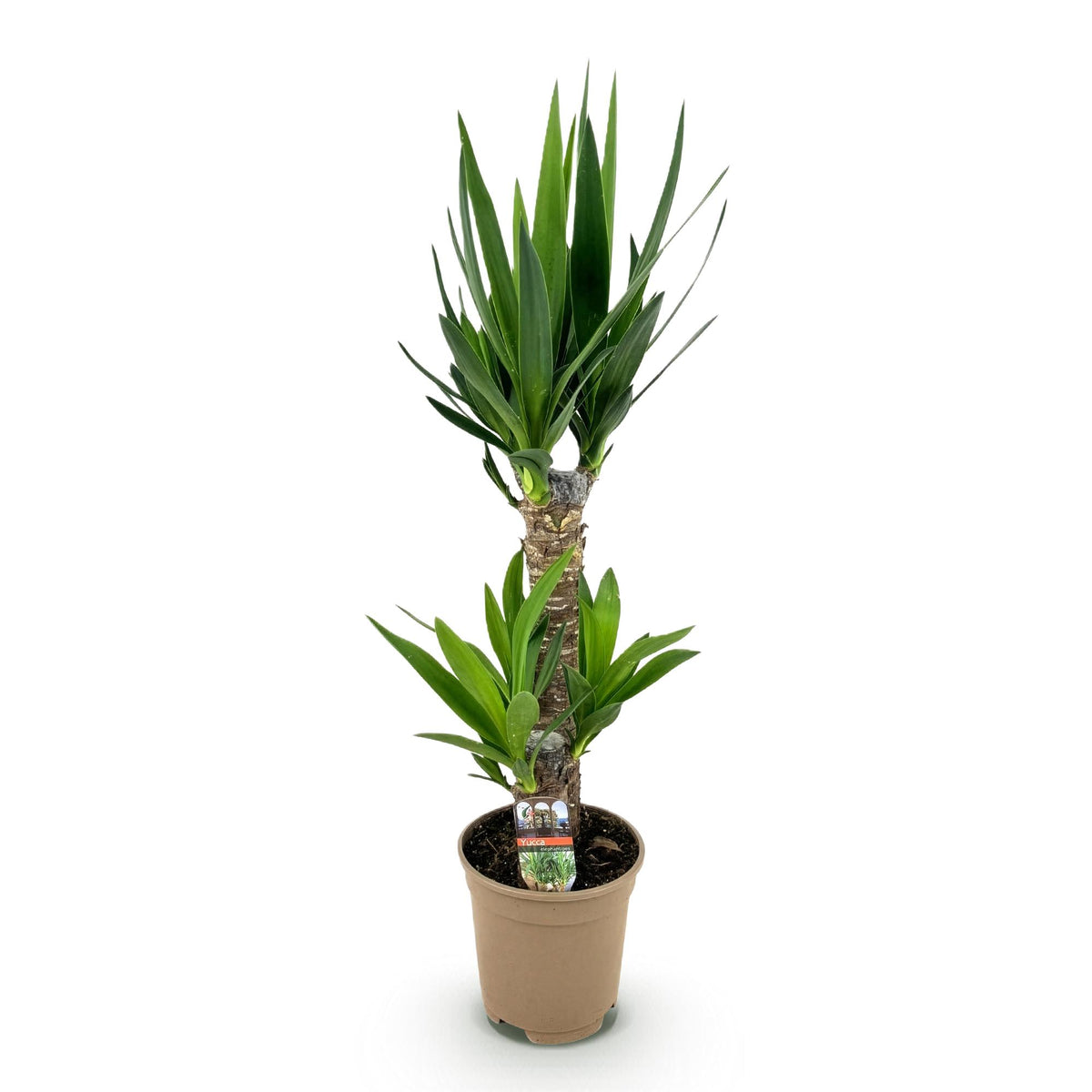 Yucca elephantipes, 75 cm hoog, plant voor tuin en border