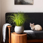 Cyperus alternifolius Zumula, 20 cm hoog, groene bladeren
