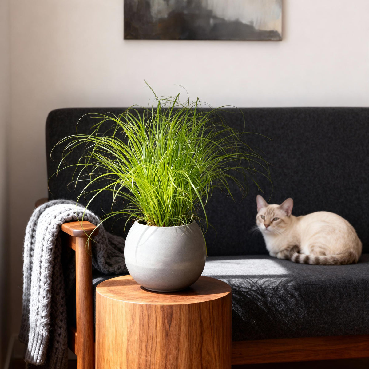 Cyperus alternifolius Zumula, 20 cm hoog, groene bladeren