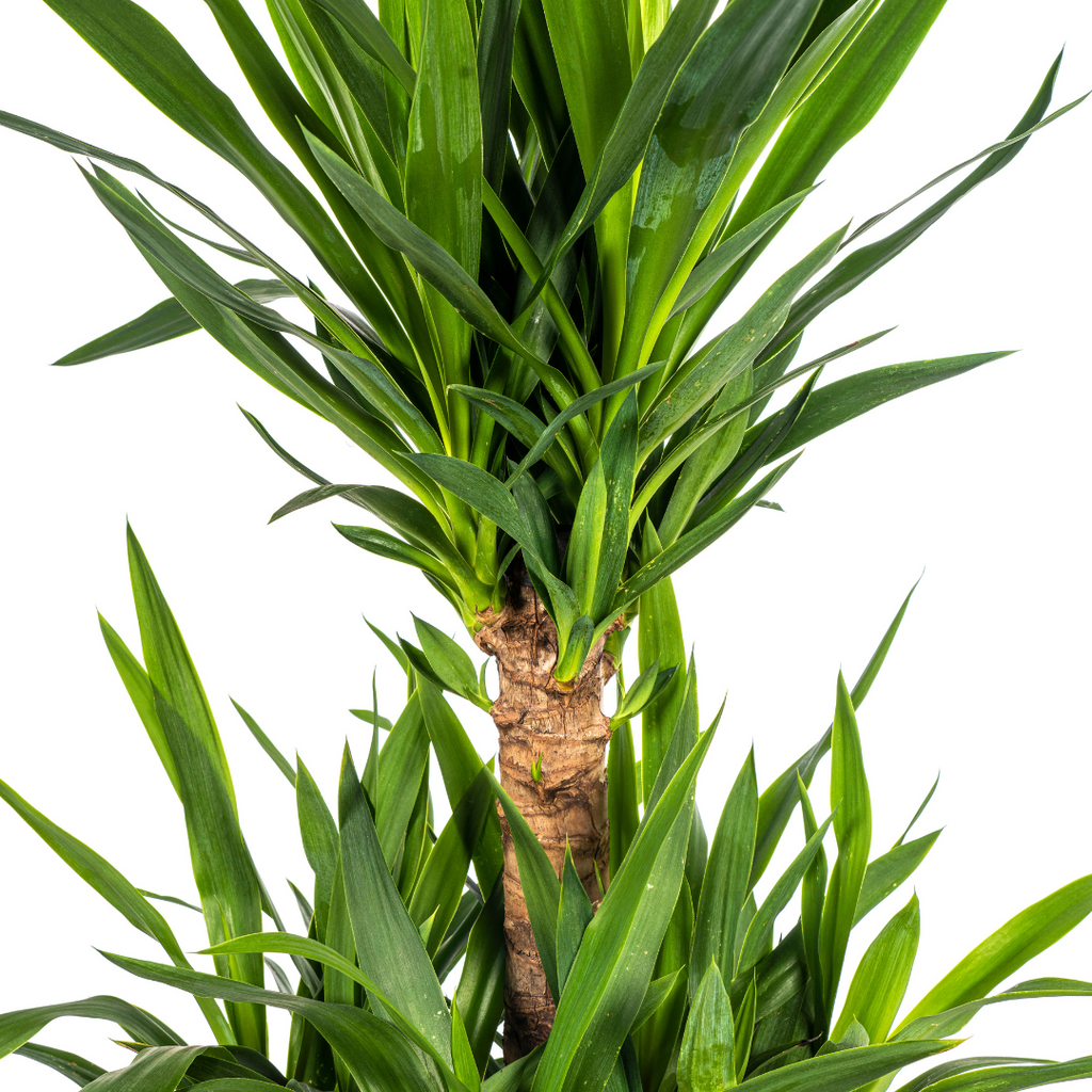 Yucca Elephantipes, groeiwijze van de plant