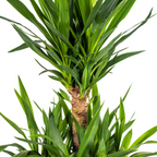Yucca Elephantipes, groeiwijze van de plant