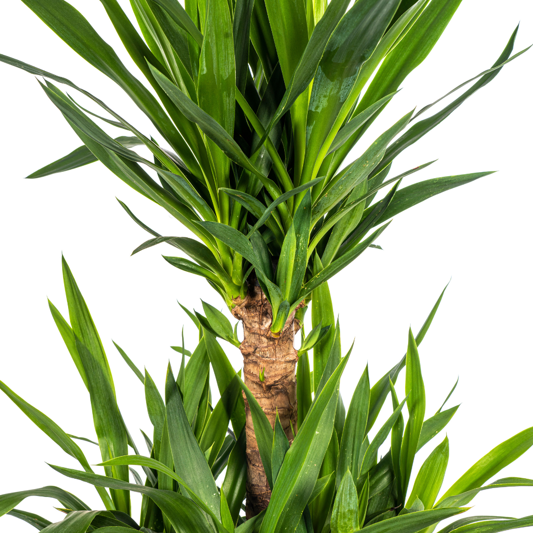 Yucca Elephantipes, groeiwijze van de plant