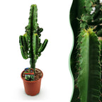 Euphorbia eritrea, 60 cm hoog, sierlijke plant