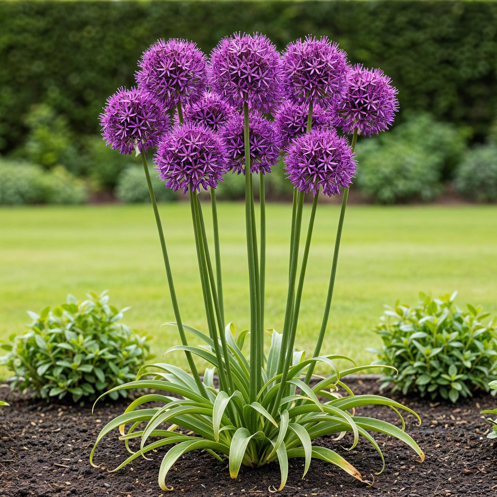 Allium Purple Rain, plant in pot