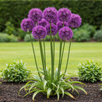 Allium Purple Rain, plant in pot