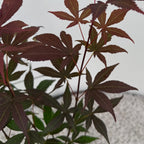 Acer palmatum Atropurpureum, 35 cm hoog, groene bladeren