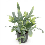 Phlebodium aureum Blue Star met grijze pot
